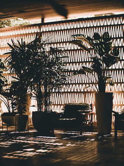 The Importance of Plants in Interior Spaces: Transform Your Home into a Green Paradise