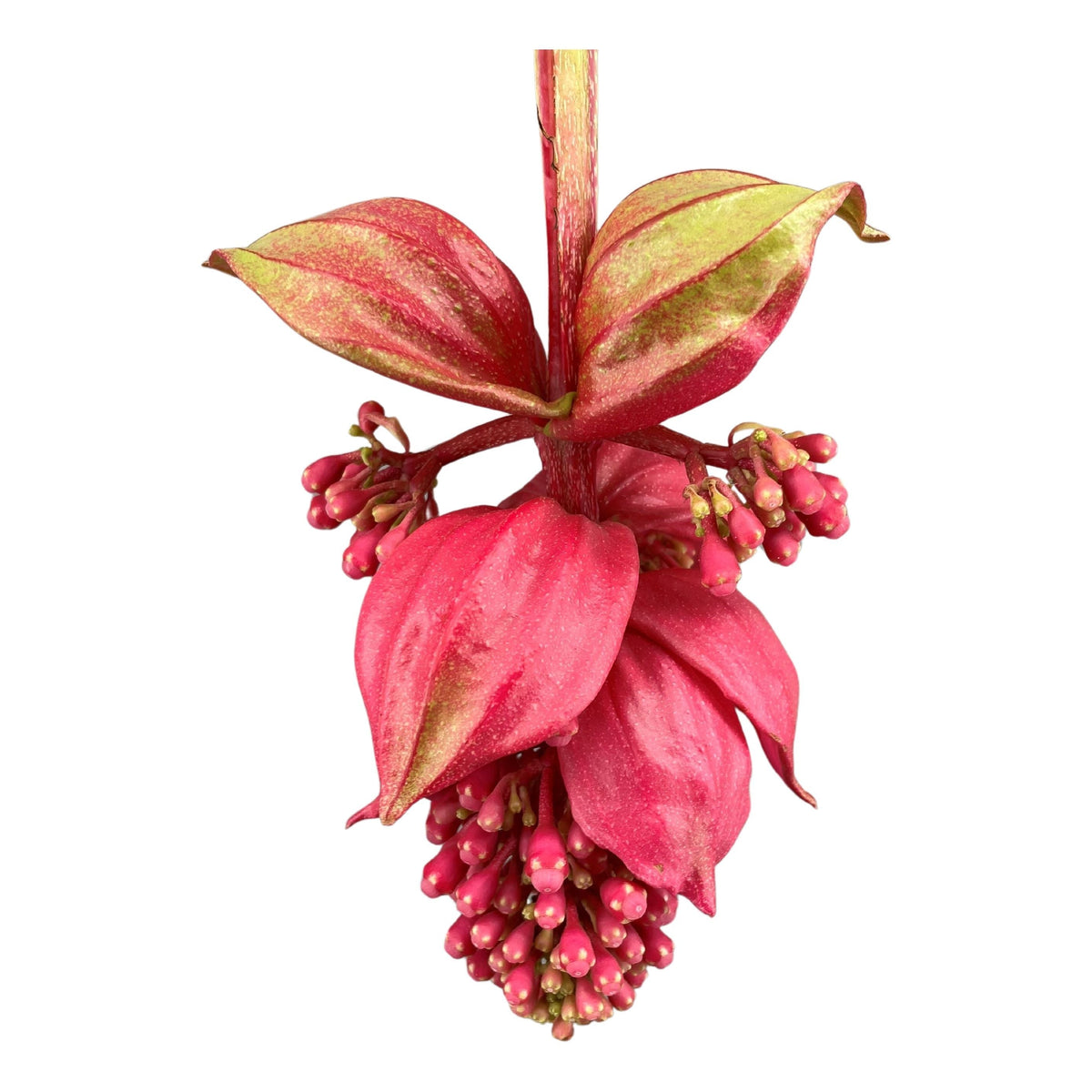 Medinilla Magnifica: The Tropical Queen with Dangling Pink Flowers | Complete Care Guide