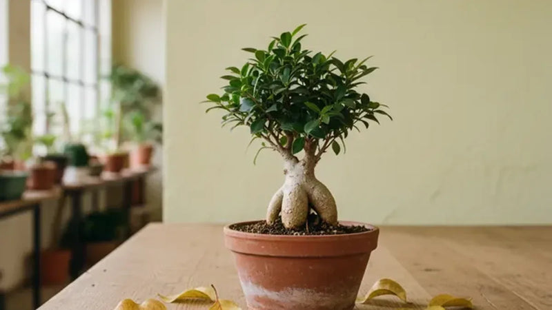 Perché al mio bonsai cadono le foglie? La guida diagnostica definitiva 2026