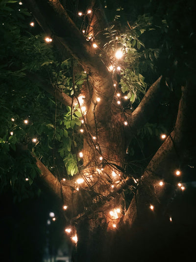 Plants and Light: Discovering Plants' Illumination Needs