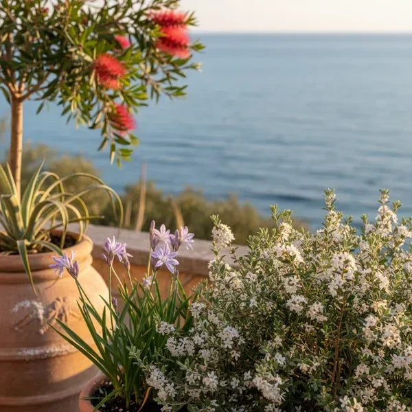 Piante fronte mare resistenti: 5 specie selezionate per giardini, hotel e case vacanza