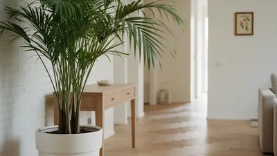 Plants for Your Home’s Entrance: Greenery That Welcomes You (and the 8 Species That Really Work)