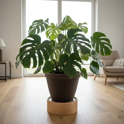 Plants and Underfloor Heating: The Ultimate Guide to Not Cooking Roots (and What No One Tells You About Dry Air)