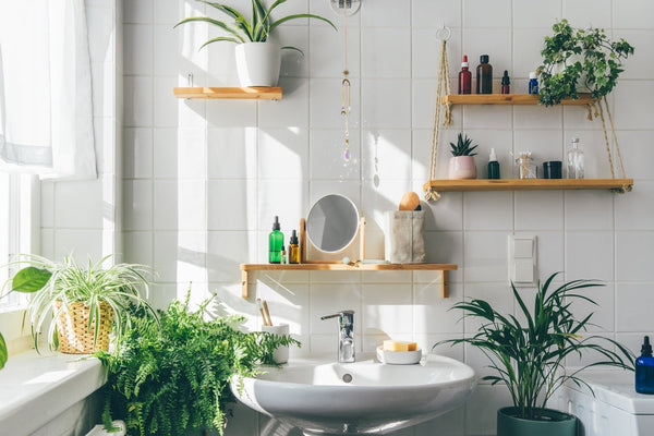 Piante per Bagno: Trasforma il Tuo Spazio in un'Oasi di Benessere Tropicale