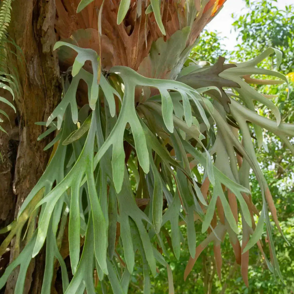Staghorn Fern: The Most Original Christmas Decoration of 2025