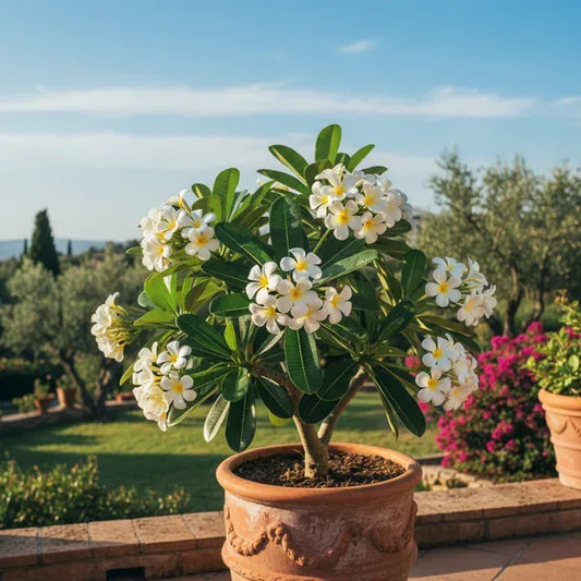 Plumeria in piena fioritura con fiori bianchi e gialli su un terrazzo assolato