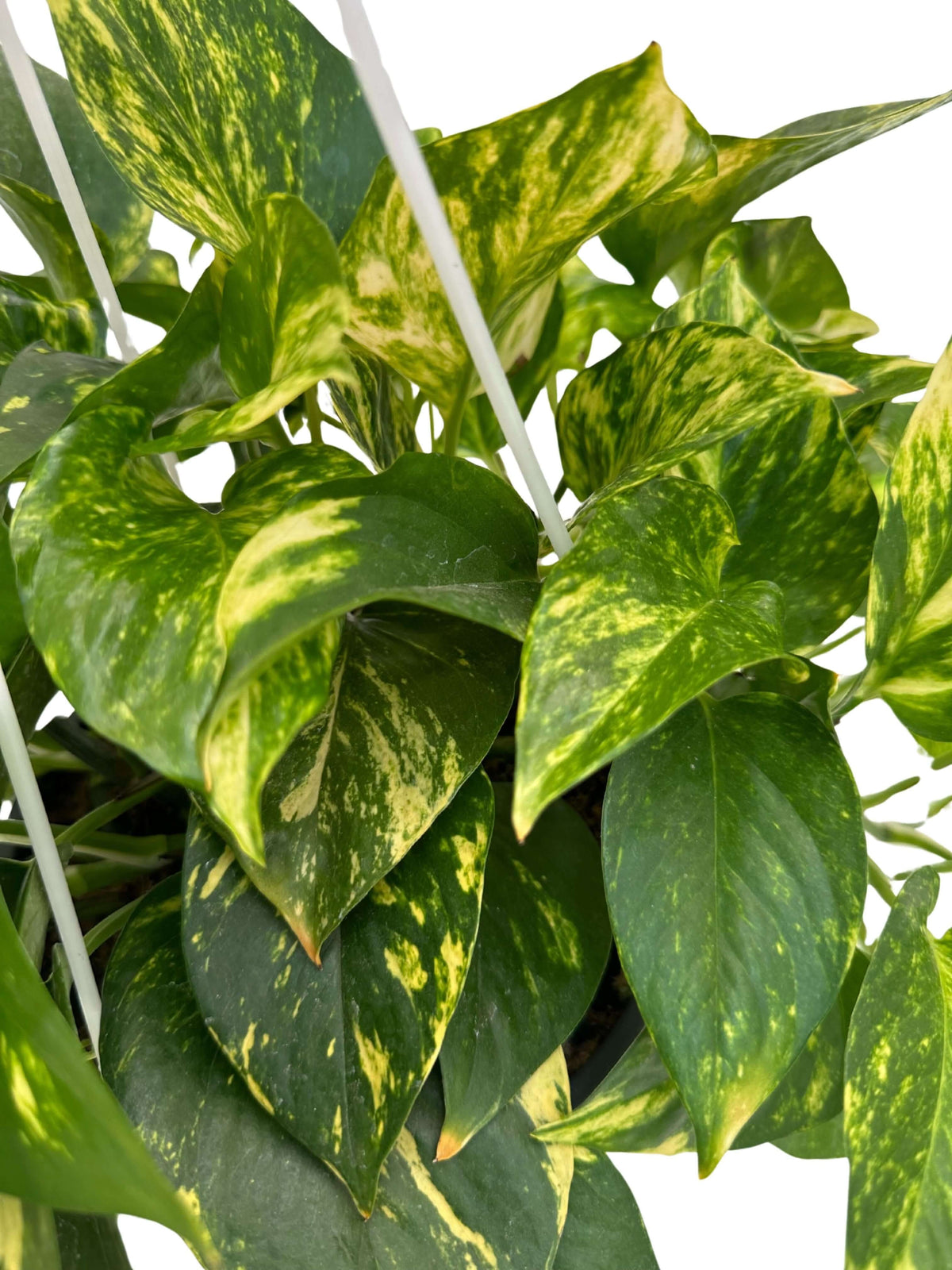 Pothos: The Complete Guide to Scindapsus Aureus and Argyraeus | Care, Cultivation, and Secrets