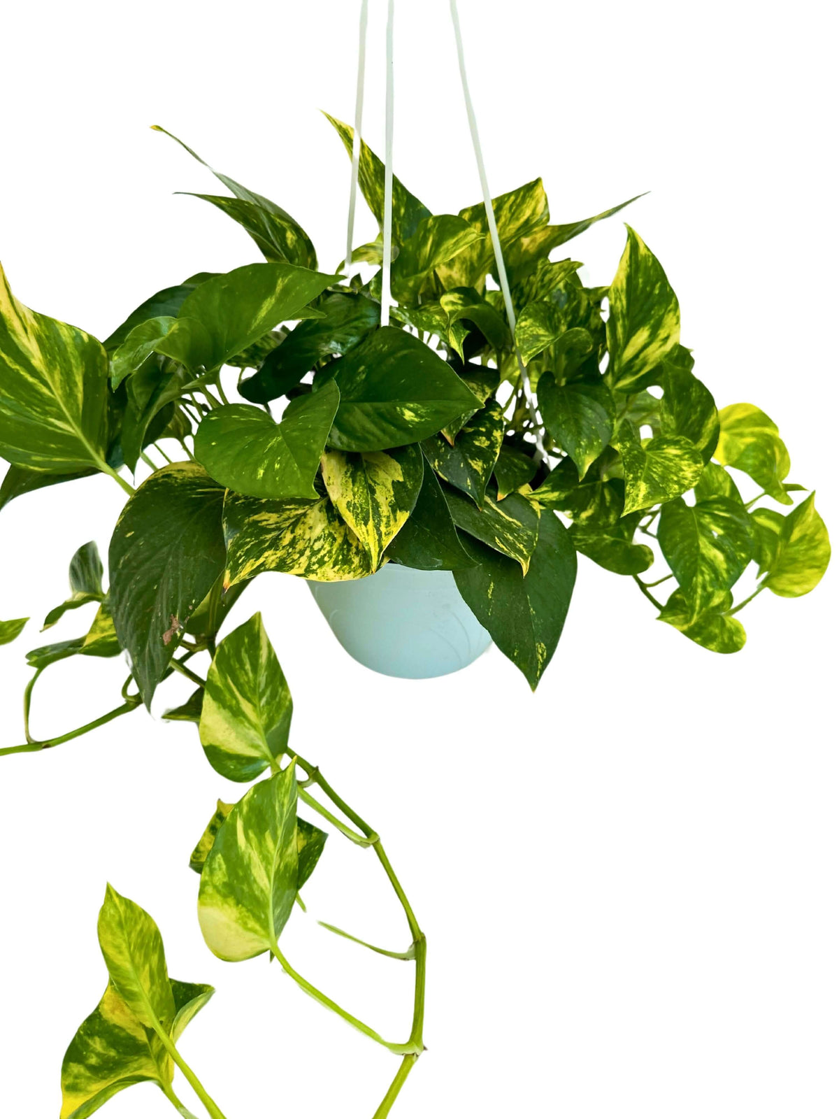 Pothos (Epipremnum Aureum): The Complete Guide to the Perfect Houseplant for Design and Well-being