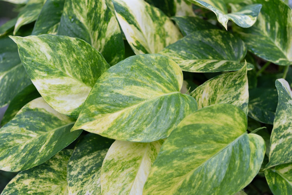 The Most Beautiful and Rarest Pothos Varieties: A Guide to Recognition and Selection