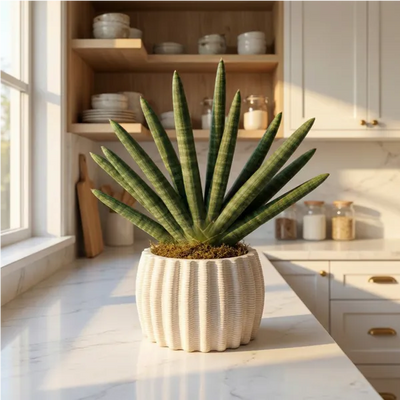 Sansevieria Cylindrica: L’Eleganza Scultorea che Sfida il Tempo e la poca manutenzione.