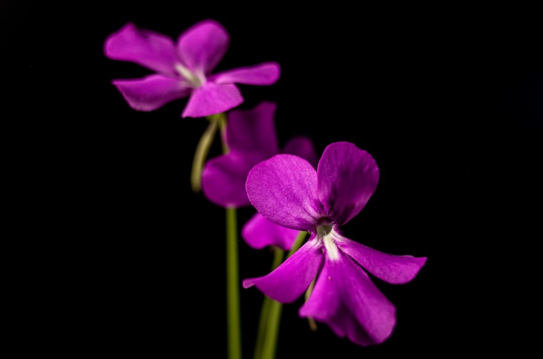 Discover Types of Carnivorous Plants: An Overview of the Most Fascinating Varieties