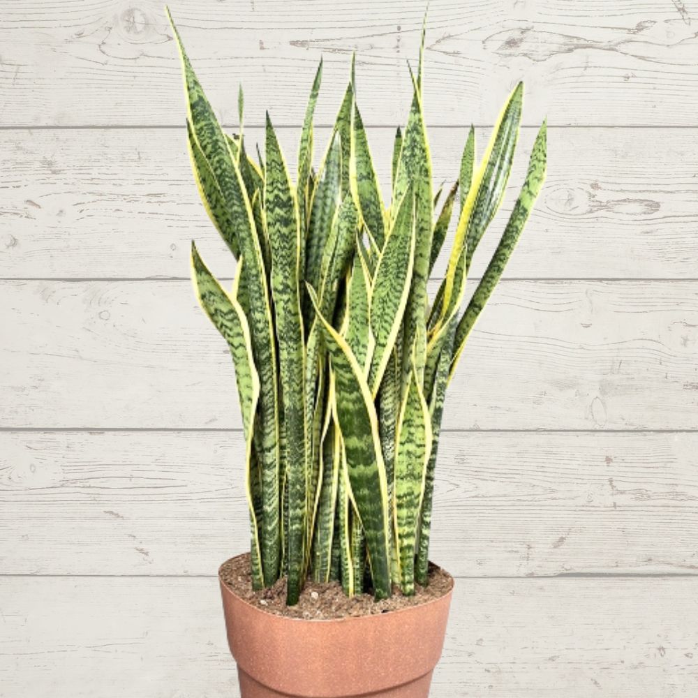 Discover the Benefits of Sansevieria Laurentii: The Resilient Plant for Your Home and Office