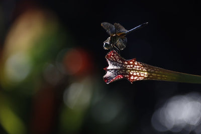 Discover the Fascinating World of Carnivorous Plants: What They Are and How They Work
