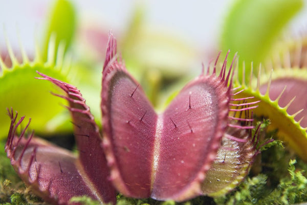 Discover the Venus Flytrap: Carnivorous Plant
