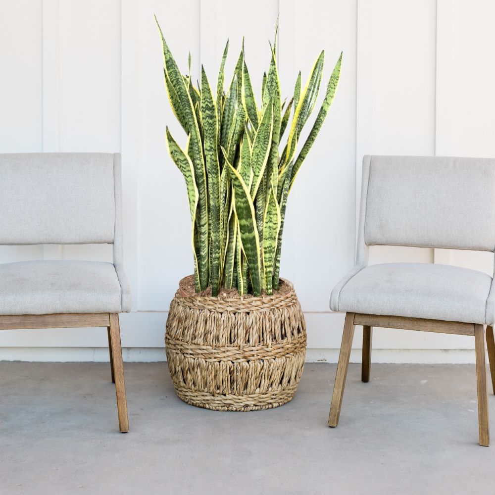 Discover why houseplants are perfect for people with little time