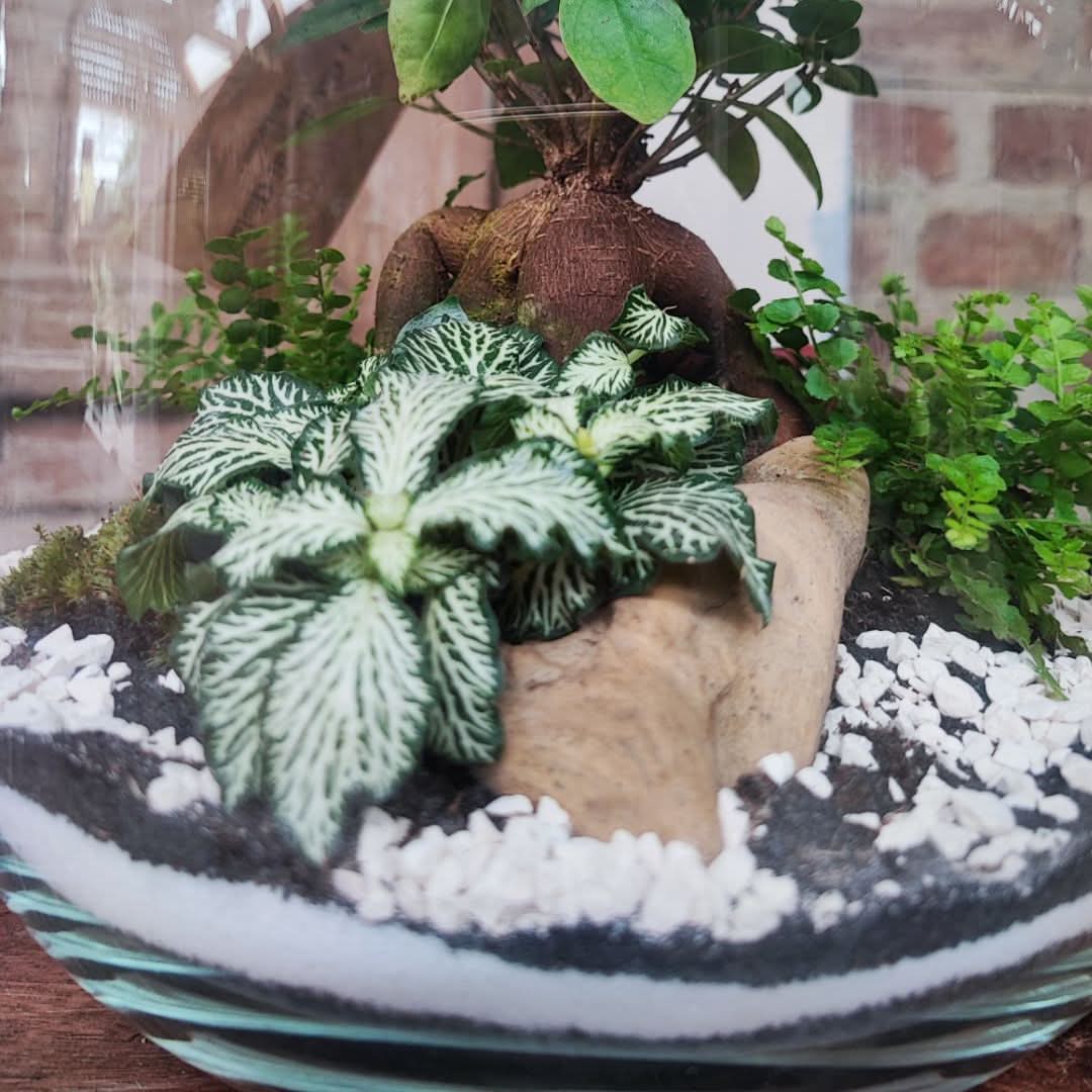Complete Guide to the Care and Maintenance of Your Green Plant Terrarium