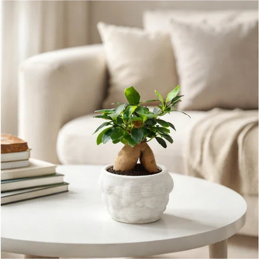 Bonsai Ginseng wedding su tavolo bianco elegante 