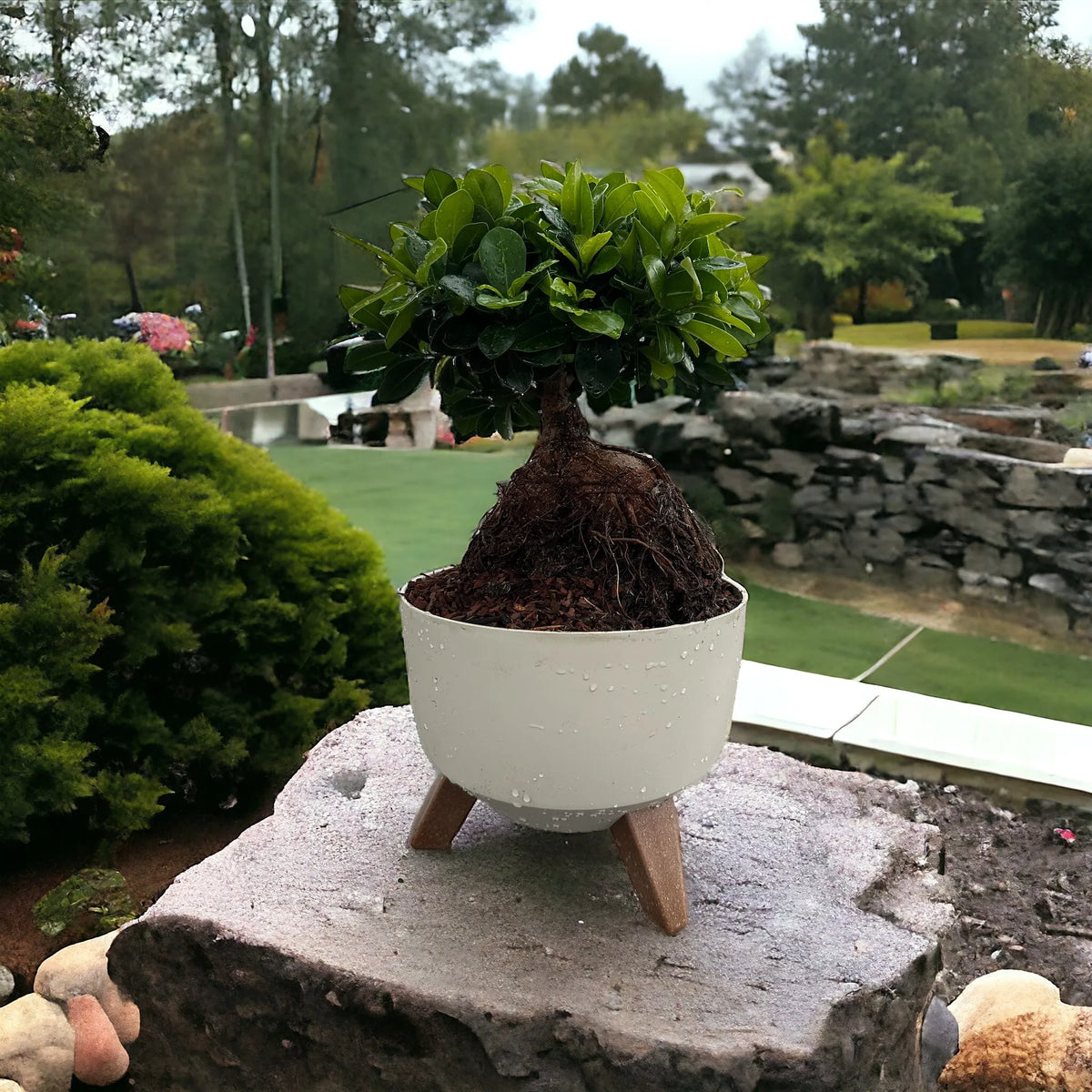Everything you need to know about Ficus Ginseng: a miniature tree that brings prosperity and abounds with health benefits!