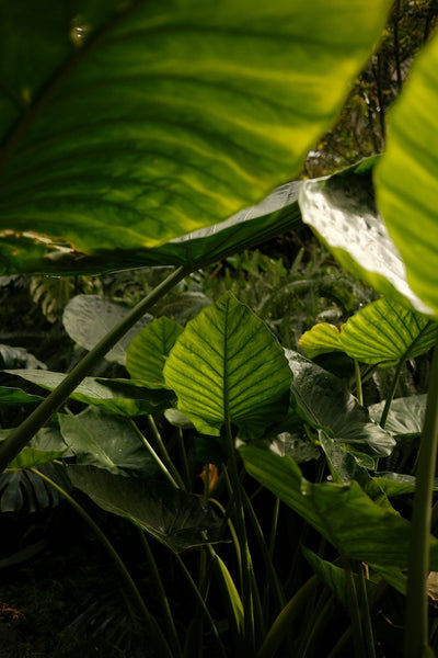 Controlled Humidity: Why It's Essential for Your Plants