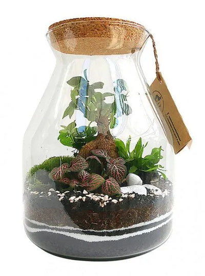 "Green in Glass: The Art of the Perfect Terrarium with 'Giulia's Gardens'"