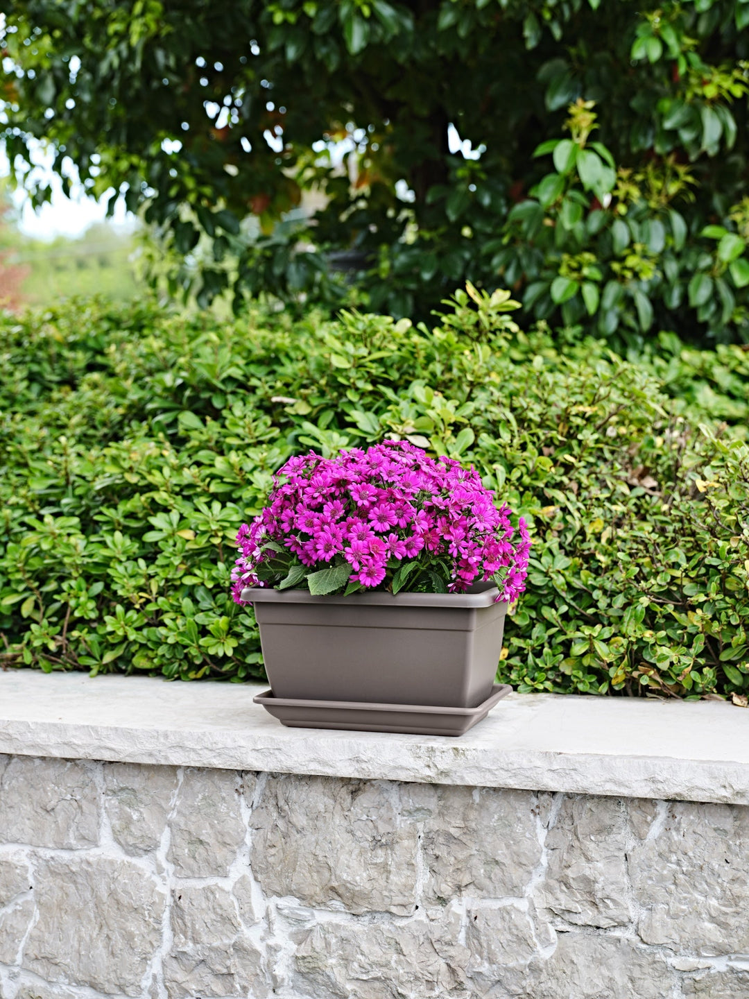 Vaso rettangolare color tortora con sottovaso, contenente fiori viola, posizionato su muretto in pietra con sfondo di siepi e alberi verdi.