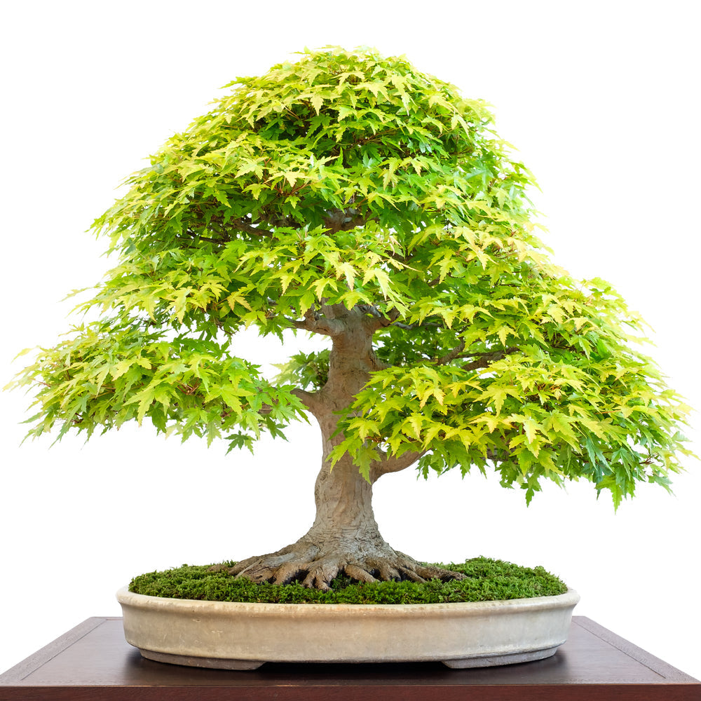 Un bonsai di acero con foglie verdi e chioma folta, in un vaso basso su un tavolino.