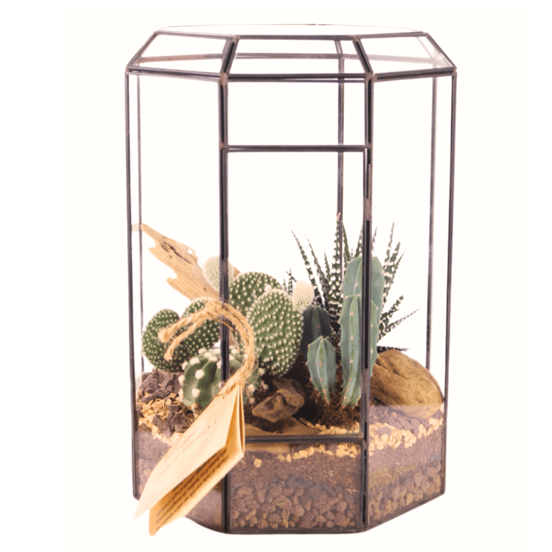 Terrarium con Piante Grasse