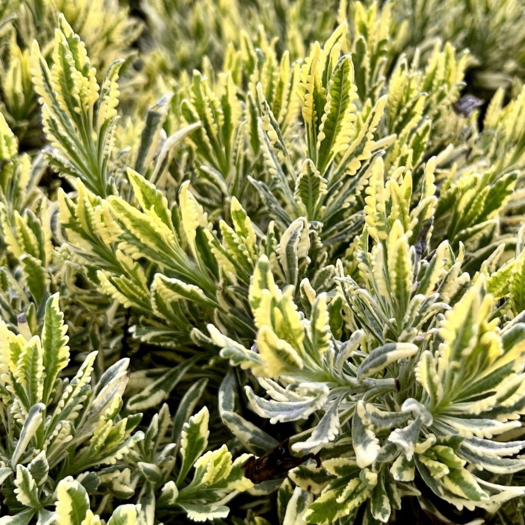 Piane da esterno - i Giardini di Giulia