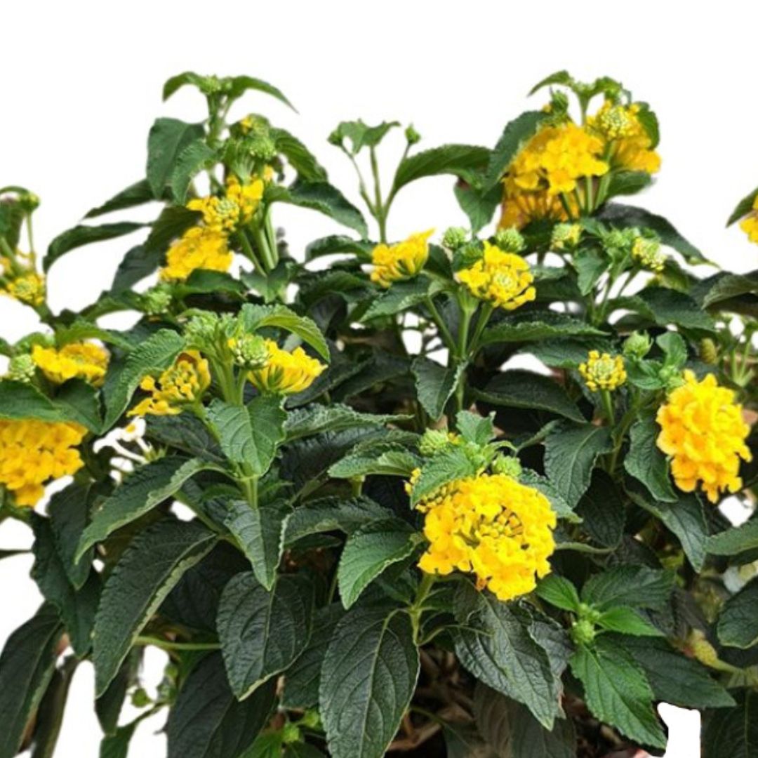 Piante fiorite da esterno - i Giardini di Giulia