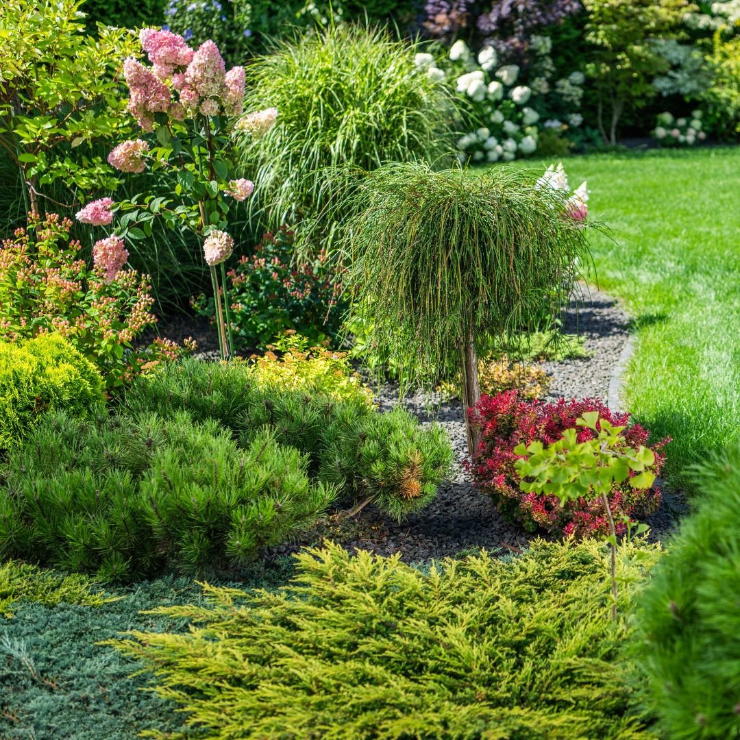 PIANTE VERDI DA ESTERNO - i Giardini di Giulia