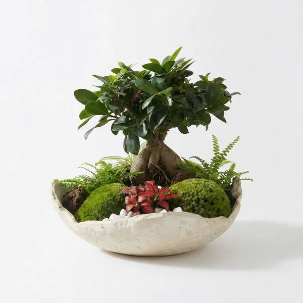Kit Terrarium Fai da Te "Geo Terrarium" | Giardino Zen con Bonsai e Ciotola Artigianale