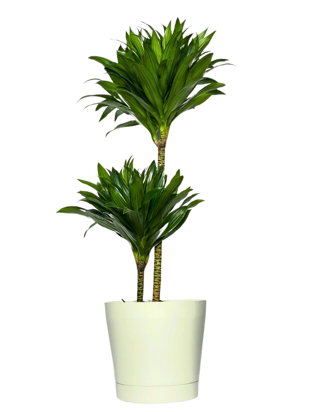 Dracaena Compacta a Due Tronchi - pianta da interno elegante in vaso nero