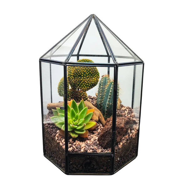 Terrarium Piante Grasse in Serra  Piramidale