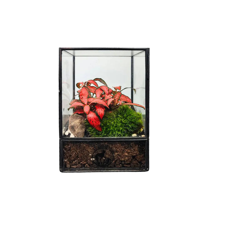Terrarium Piccolo Eden - i Giardini di Giulia  