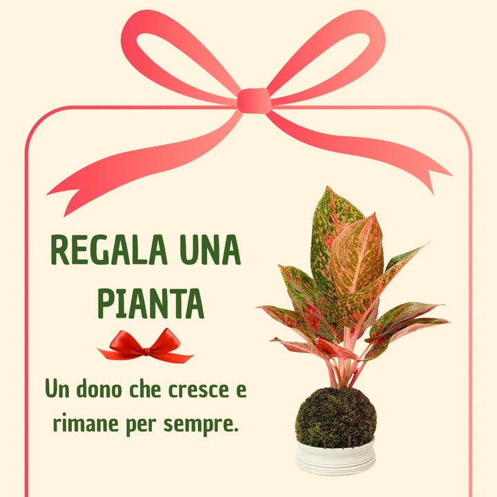 Kokedama Aglaonema Sab Mongkol con scatola regalo