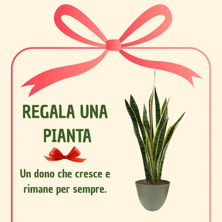 Sansevieria  Laurentii H.60 con scatola regalo