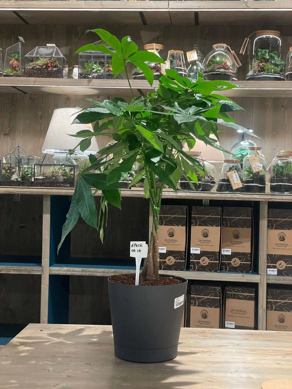 PACHIRA AQUATICA  ORIONE DIAM 24 CM