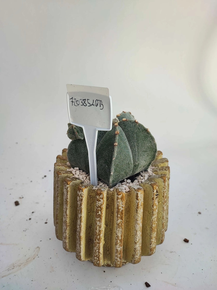 ASTROPHYTUM MYRIOSTIGMA - i Giardini di Giulia  