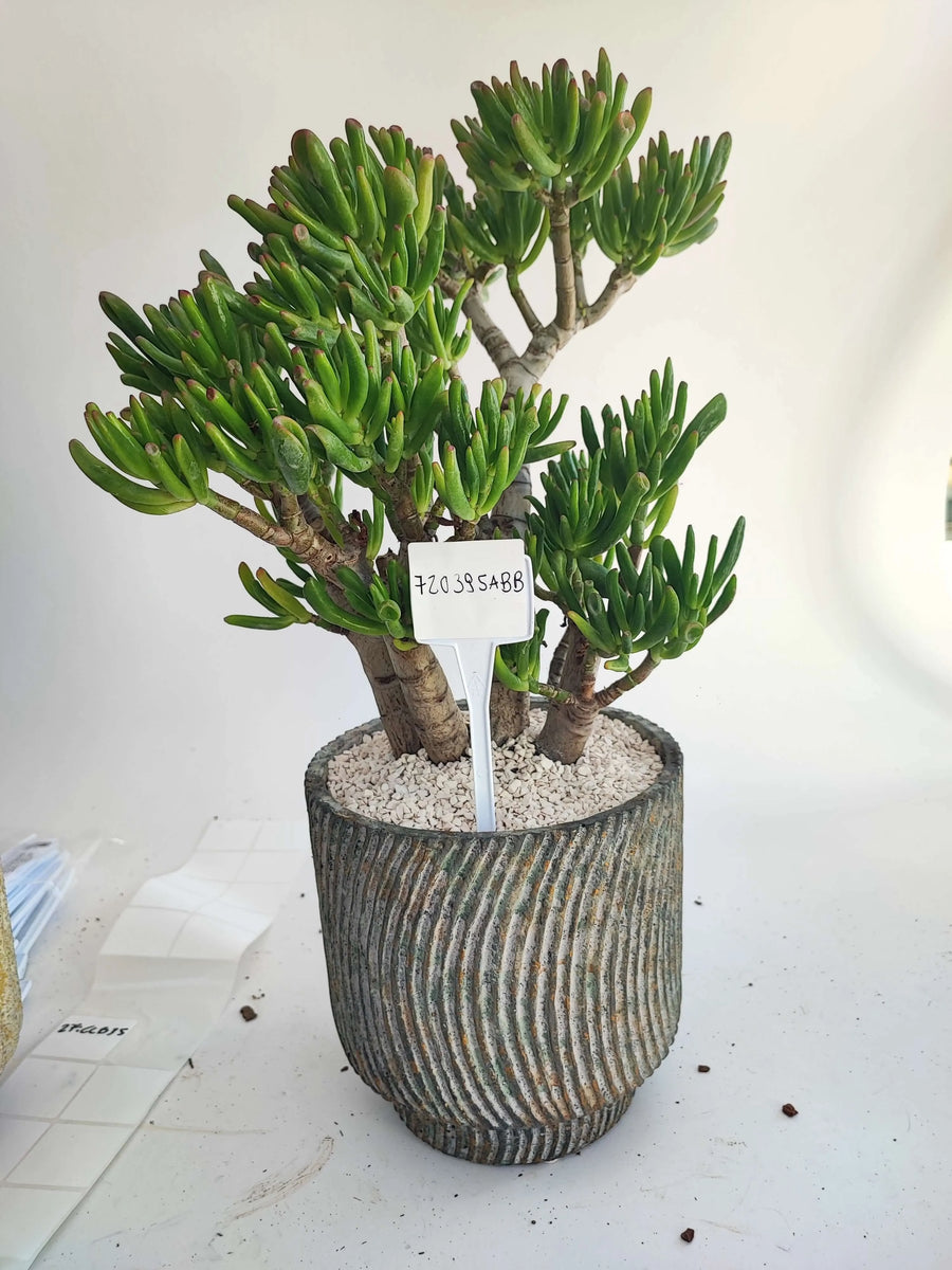 CRASSULA - i Giardini di Giulia  