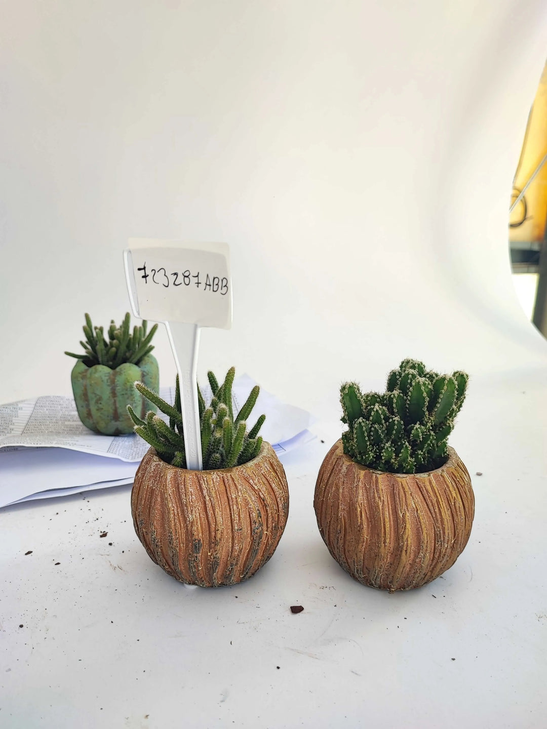Piante Grasse VS 5,5 - varietà assortite per arredamento casa piante