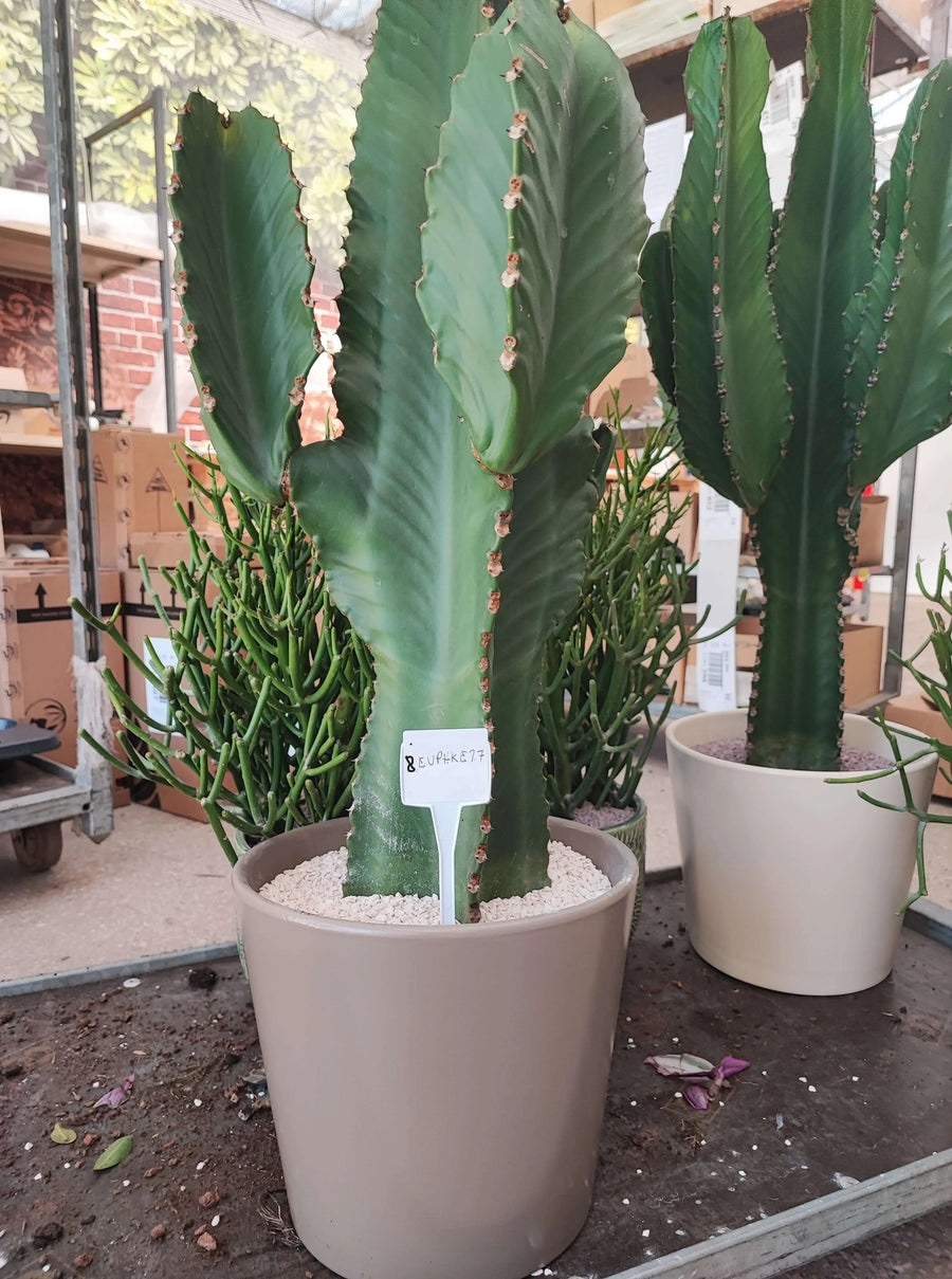 EUPHORBIA INGENS - i Giardini di Giulia  