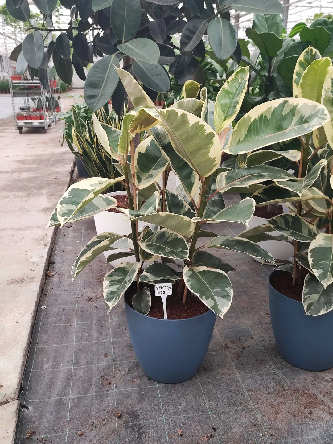 FICUS TINEKE DIAM 27 BAYLON 35 RISERVA D'ACQUA - i Giardini di Giulia  