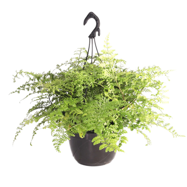 Asplenium parvati in vaso basket