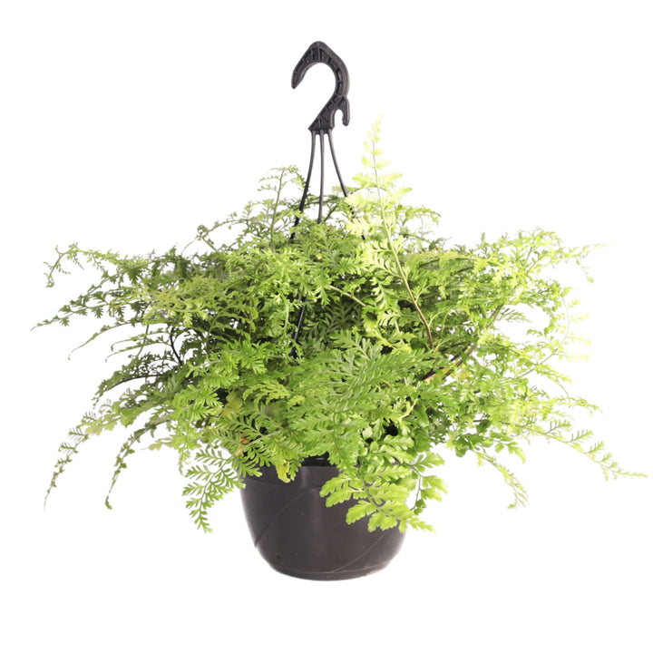 Asplenium parvati in vaso basket - i Giardini di Giulia