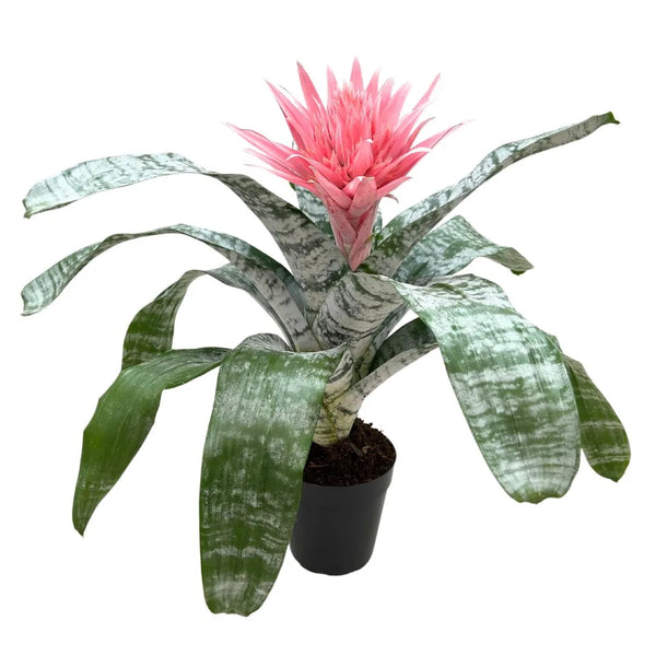 Aechmea fasciata Primera
