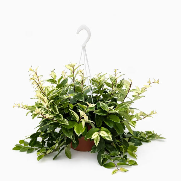 Aeschynanthus bolero basket D.20 cm