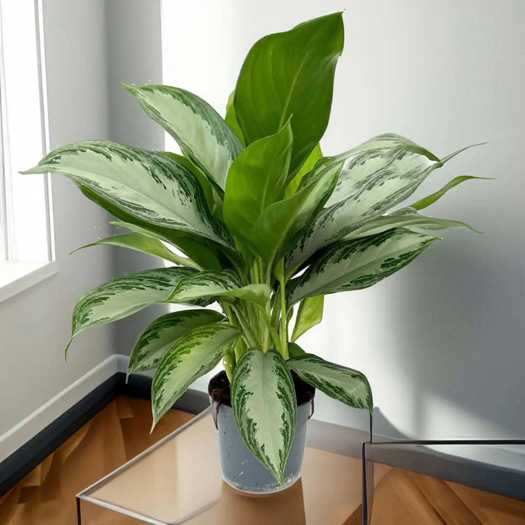 Aglaonema Silver Bay - pianta in ambiente domestico, elegante e decorativa