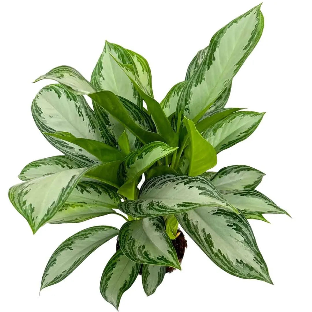 Aglaonema Silver Bay - dettaglio delle foglie variegate argento e verde scuro