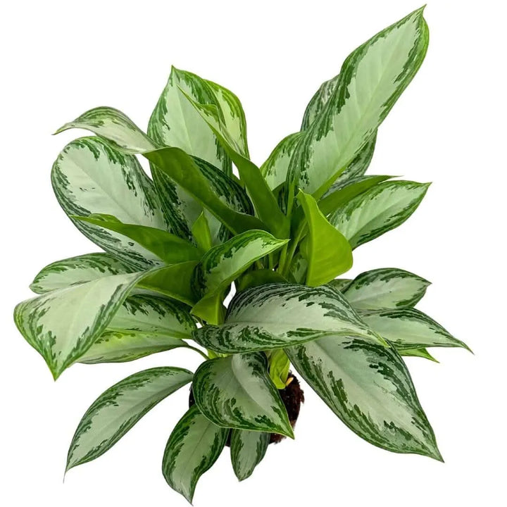 Aglaonema Silver Bay - dettaglio delle foglie variegate argento e verde scuro