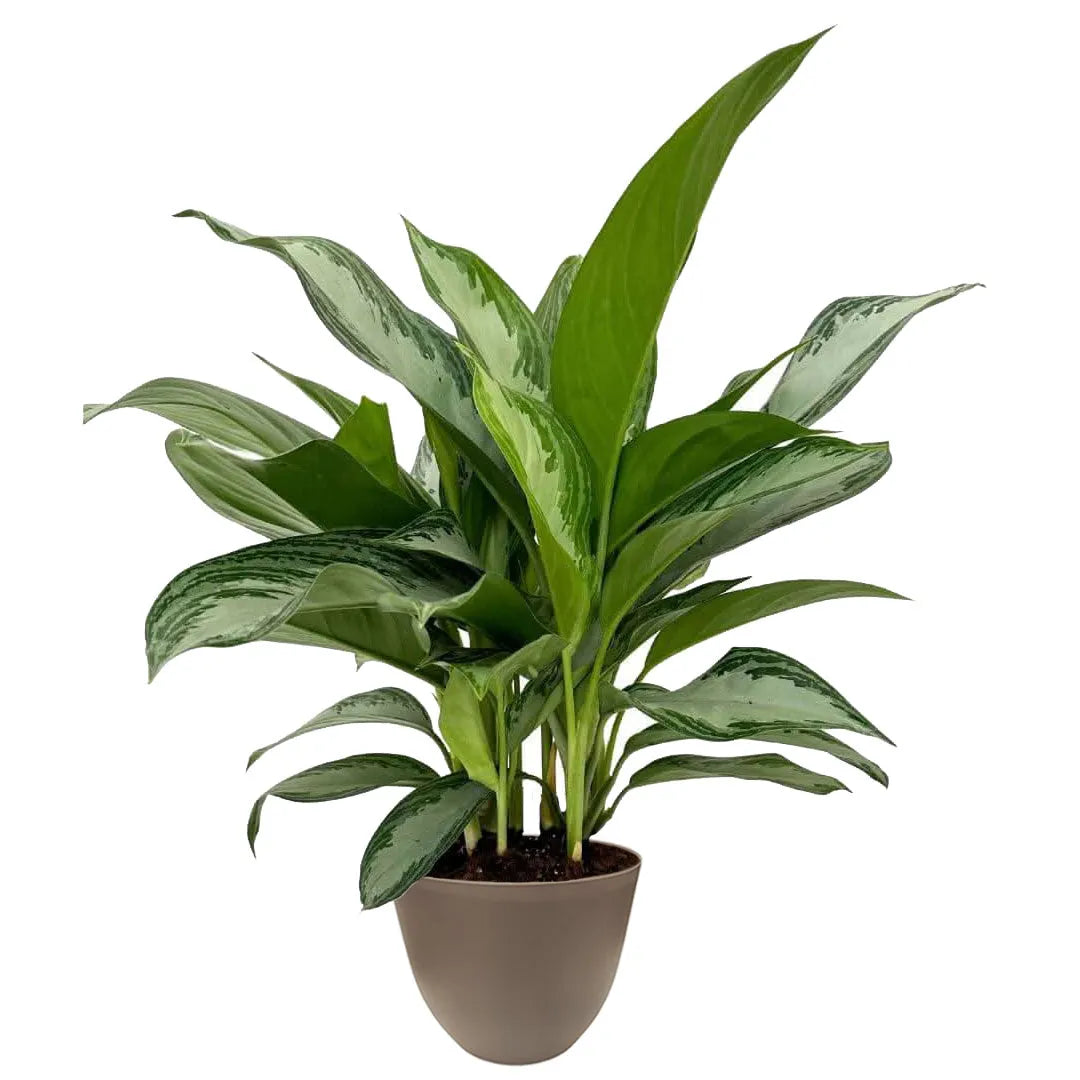 Aglaonema Silver Bay - foglie variegate verdi e argento in vaso tortora in plastica riciclata